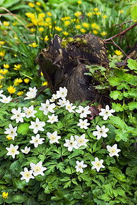 花狐狸摄影照片_木海葵 en 小白屈菜花在春天
