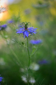 拉奈摄影照片_Nigella sativa - 自然蓝色和白色的花朵