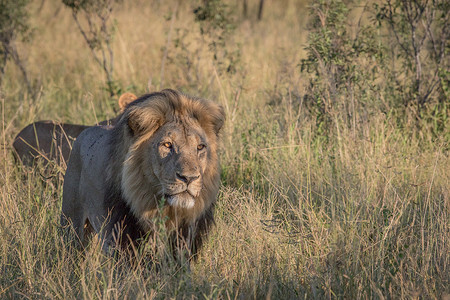 雄狮在乔贝的高草丛中。