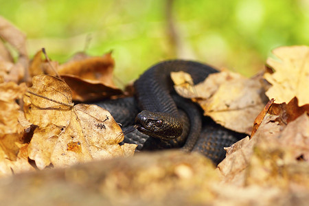 隐藏在树叶中的尼科尔斯基黑毒蛇
