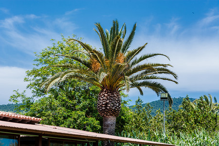 罗德岛摄影照片_反对蓝天的棕榈树