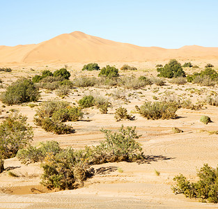 摩洛哥撒哈拉沙漠中的布什老化石和岩石石