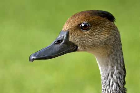 鸭子白色黑眼圈的侧面