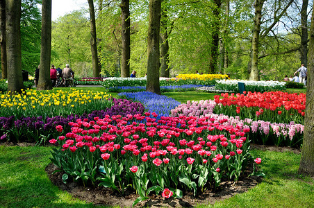 荷兰语摄影照片_库肯霍夫公园的紫色、黄色、蓝色、粉色和白色郁金香