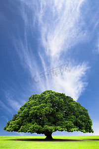 春夏秋冬的剪纸摄影照片_春夏风景山上古树云