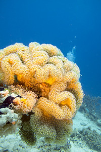 珊瑚礁与热带海中的黄色蘑菇皮革珊瑚