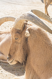 魔兽世界联盟标志摄影照片_Atlas Mouflon 休息，Ammotragus lervia