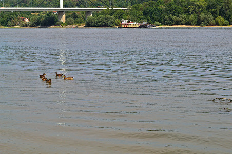 查看多瑙河，鸭子游泳，船流和河的另一边