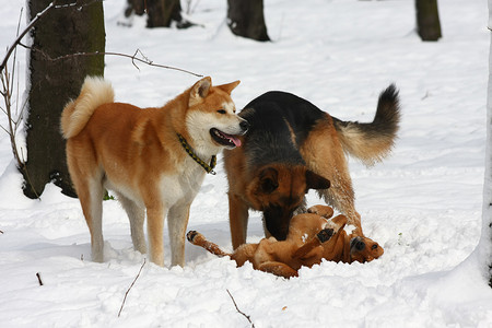 狗在雪地里玩耍