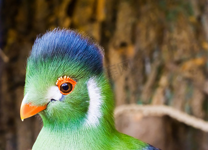 白脸颊的 turarco 头特写，一只来自非洲的有趣而美丽的热带鸟