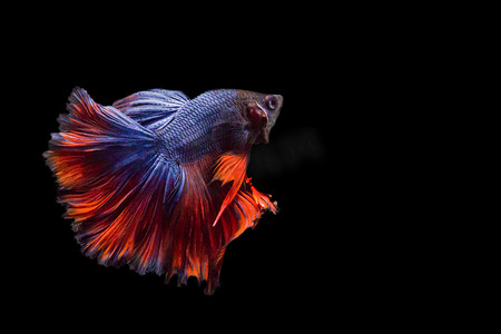 黑色背景中孤立的斗鱼，红蓝玫瑰尾巴斗鱼的动作移动时刻，暹罗斗鱼