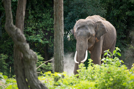 大象在森林里