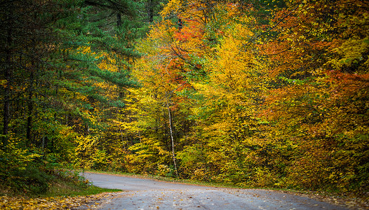 深秋落叶摄影照片_深秋，县道沿线树叶颜色的变化。