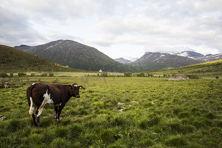一头牛在挪威山 jotunheimen