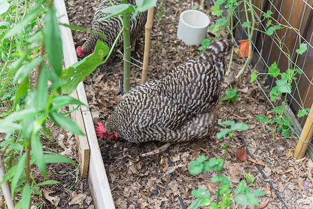在美国德克萨斯州达拉斯附近的有机菜园特写两只自由放养的下蛋母鸡