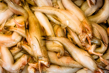 印度西孟加拉邦加尔各答科利市场区街头市场的鱼