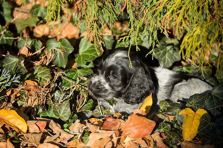 英国可卡犬幼犬