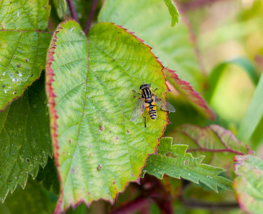 观察蚂蚁摄影照片_美丽的死头盘旋蝇 Myathropa florea