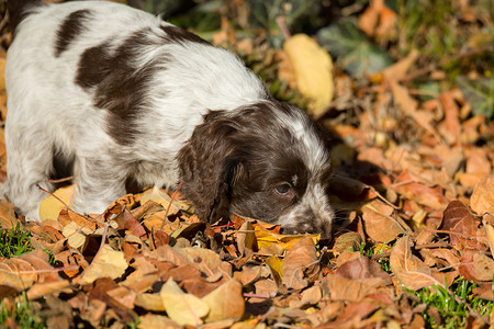 英国可卡犬幼犬