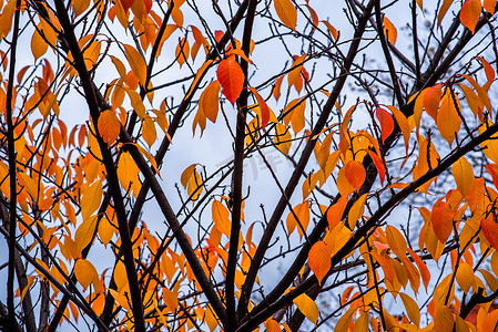 布拉格的树橙叶朝向天空