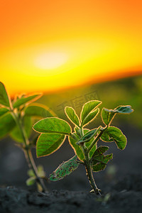 日照摄影照片_日落时的大豆植物