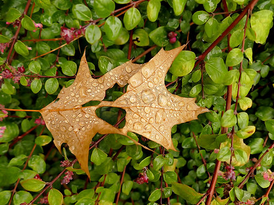 绿色灌木上有雨滴的秋季彩色枫叶