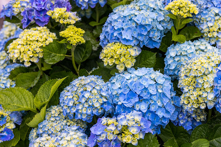 亚速尔群岛的蓝色和白色绣球花。