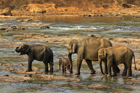 印度大象摄影照片_印度大象家族