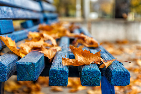 秋黄摄影照片_黄橙色秋枫叶在蓝色木凳上