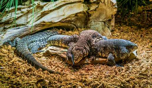 黑白巨型特古斯爬行动物家族在一起，特古斯躺在另一个之上，主要动物行为，来自美国的热带蜥蜴