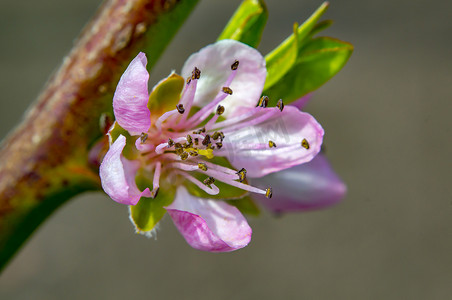 春天盛开的桃花摄影照片_季园桃花开