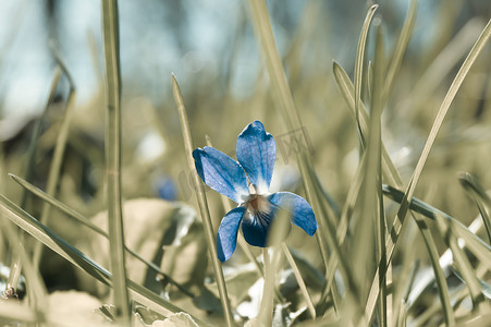 最爱春天摄影照片_草丛中的小花紫罗兰
