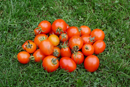 一堆红色和橙色的成熟西红柿