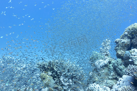 玻璃鱼群 - 红海清扫者，水下