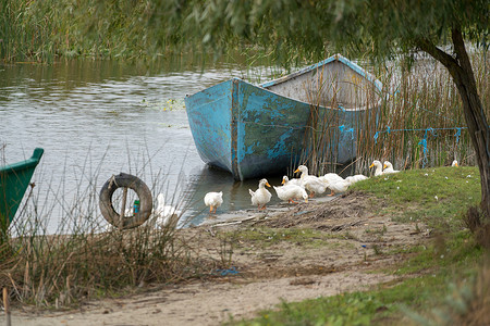 9月23日摄影照片_SULINA，多瑙河三角洲/罗马尼亚-9 月 23 日： 驯养的鸭子