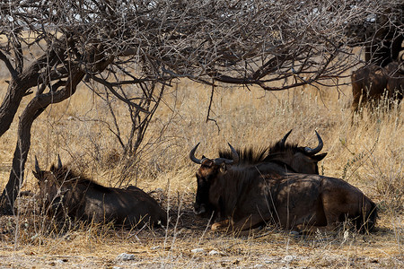 野生角马 Gnu