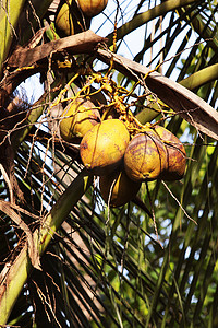 博物学家摄影照片_椰子树