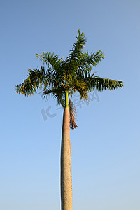 在风中的狐尾棕榈树有蓝天背景