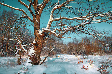 大橡树在树林间的雪中