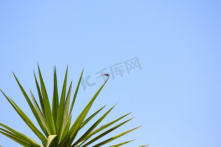 红色蜻蜓摄影照片_叶尖上的红巴斯克蜻蜓 (Urothemis assignata)