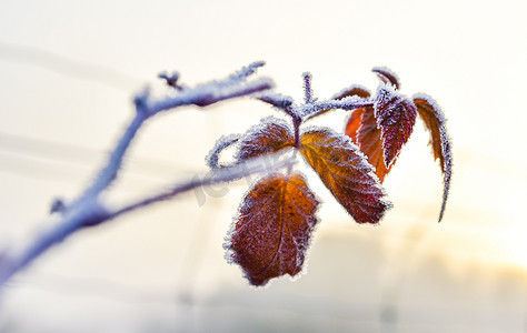 诉说摄影照片_冰雪覆盖的树叶诉说着冬天的来临