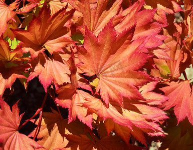 赤褐色摄影照片_赤褐色的叶子