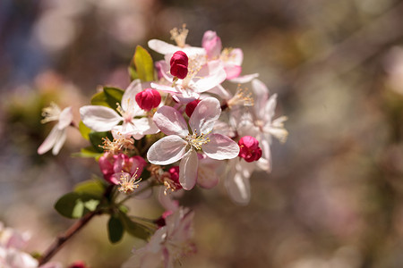 苹果树上开着粉红色的花