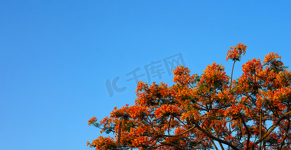 皇家背景摄影照片_蓝天背景中的橙色皇家凤凰木