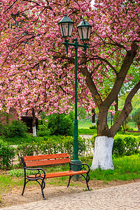 粉色的樱花树摄影照片_长凳和灯笼附近粉红色盛开的樱花树