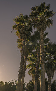 串灯摄影照片_日落时的棕榈树
