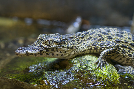 圈养尼罗河鳄鱼宝宝 (Crocodylus niloticus)