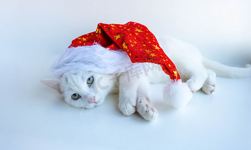 一只戴着红色圣诞帽的白色圣诞猫躺在白色背景上