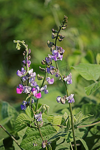 Lablab purpureus 的花