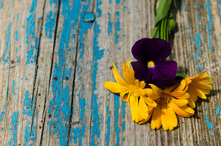 金盏花和紫罗兰的美丽花朵，在一块涂有蓝色油漆的旧木板的侧面